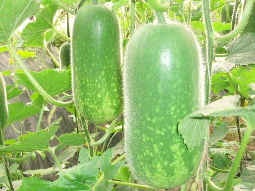 今日大瓜每日吃瓜图片,跟随吃瓜群众，揭秘娱乐圈最新热点瞬间