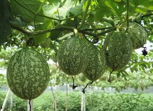 浦城小吊瓜西瓜今日价格,价格行情一览”