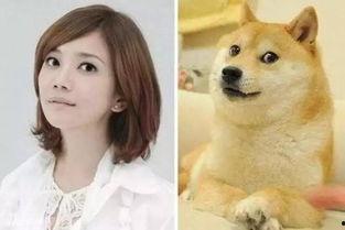 明星网红同款海洋动物,揭秘明星同款海洋动物风采