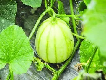 漳州鲜瓜今日价格,价格行情一览”