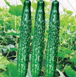 宋都蓝郡今日说瓜,揭秘都市生活的趣味瞬间