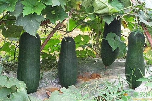 宋都蓝郡今日说瓜,揭秘都市生活的趣味瞬间