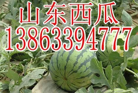 今日瓜价寿光,寿光今日瓜价行情一览