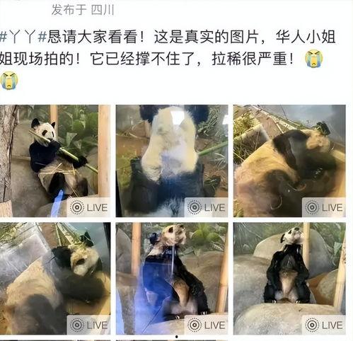 明星网红为熊猫丫丫发声,明星网红助力保护国宝熊猫