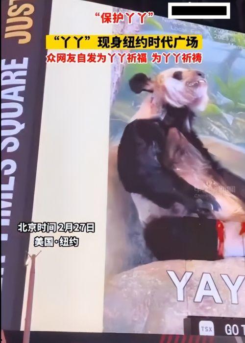 明星网红为熊猫丫丫发声,明星网红助力保护国宝熊猫