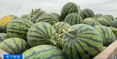 扁瓜今日价格行情最新