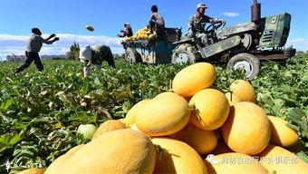 2024年嘉兴哈密瓜今日价格,今日行情一览”