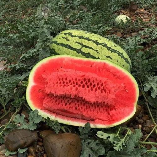 芋瓜价格今日行情最新,今日行情解析与趋势预测”