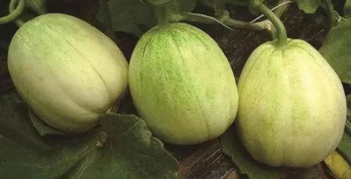 广西白皮毛毛瓜今日价