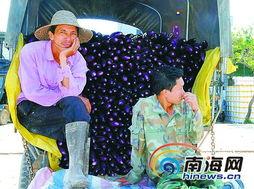 崖城今日瓜菜收购价格,新鲜行情速递