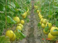 乐亭今日瓜价行情,新鲜瓜果价格走俏，市民抢购热潮涌动