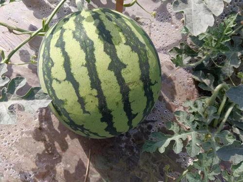 麒麟瓜多少钱一斤今日市场价,一斤多少钱？