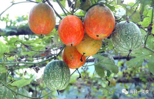 今日2k吊瓜价格行情