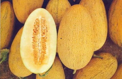 济南哈密瓜今日价格,价格行情一览