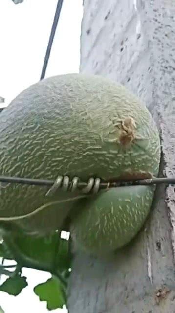 济南哈密瓜今日价格,价格行情一览