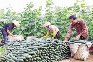 今日徐闻瓜菜行情如何了