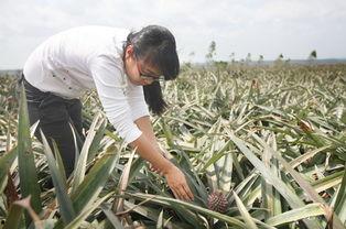 今日徐闻瓜菜行情如何了