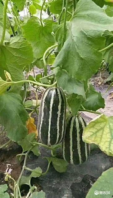 今日洋瓜价格行情最新,涨跌波动，市场动态一览