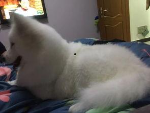 明星网红的狗叫什么