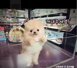 明星网红买狗是谁,揭秘热门狗狗品种背后的故事