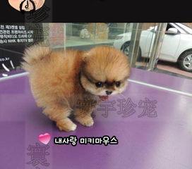 明星网红买狗是谁,揭秘热门狗狗品种背后的故事