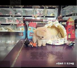 明星网红买狗是谁,揭秘热门狗狗品种背后的故事