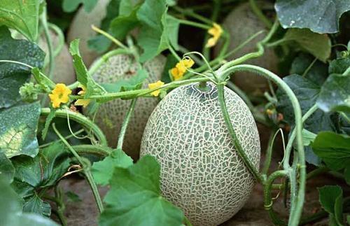 今日生瓜价格云南,市场动态解析”