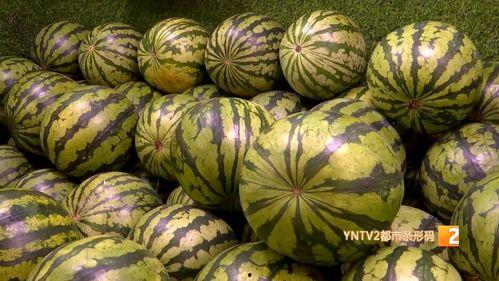 今日生瓜价格云南,市场动态解析”