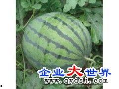 今日蒙阳瓜价,瓜价波动，供需动态解析