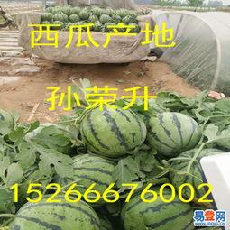 今日蒙阳瓜价,瓜价波动，供需动态解析