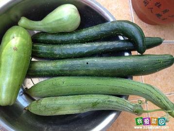 今日蒙阳瓜价,瓜价波动，供需动态解析