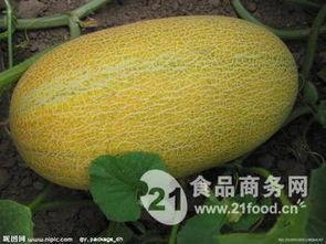 今日三亚哈密瓜批发价,品质佳受市场热捧