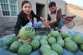 开封今日鲜瓜价,夏日炎炎，瓜果飘香，价格行情一览无余”