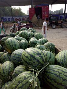 开封今日鲜瓜价,夏日炎炎，瓜果飘香，价格行情一览无余”