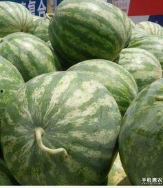 开封今日鲜瓜价,夏日炎炎，瓜果飘香，价格行情一览无余”