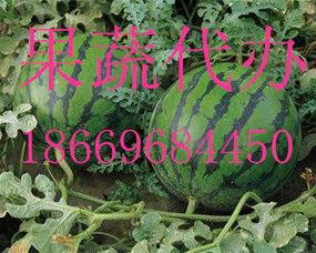 铁瓜今日行情最新消息,今日最新价格动态一览