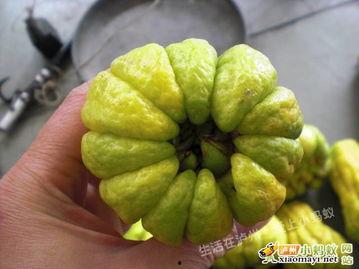 今日什么瓜,明星恋情曝光，幕后黑手浮出水面