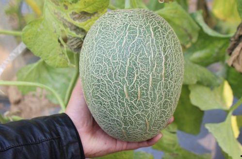 田马哈密瓜今日行情走势