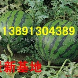 今日甜瓜哈密瓜价格行情,甜瓜市场动态一览