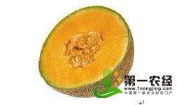 今日甜瓜哈密瓜价格行情,甜瓜市场动态一览